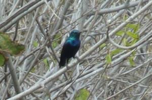P1190995 Purple Sunbird